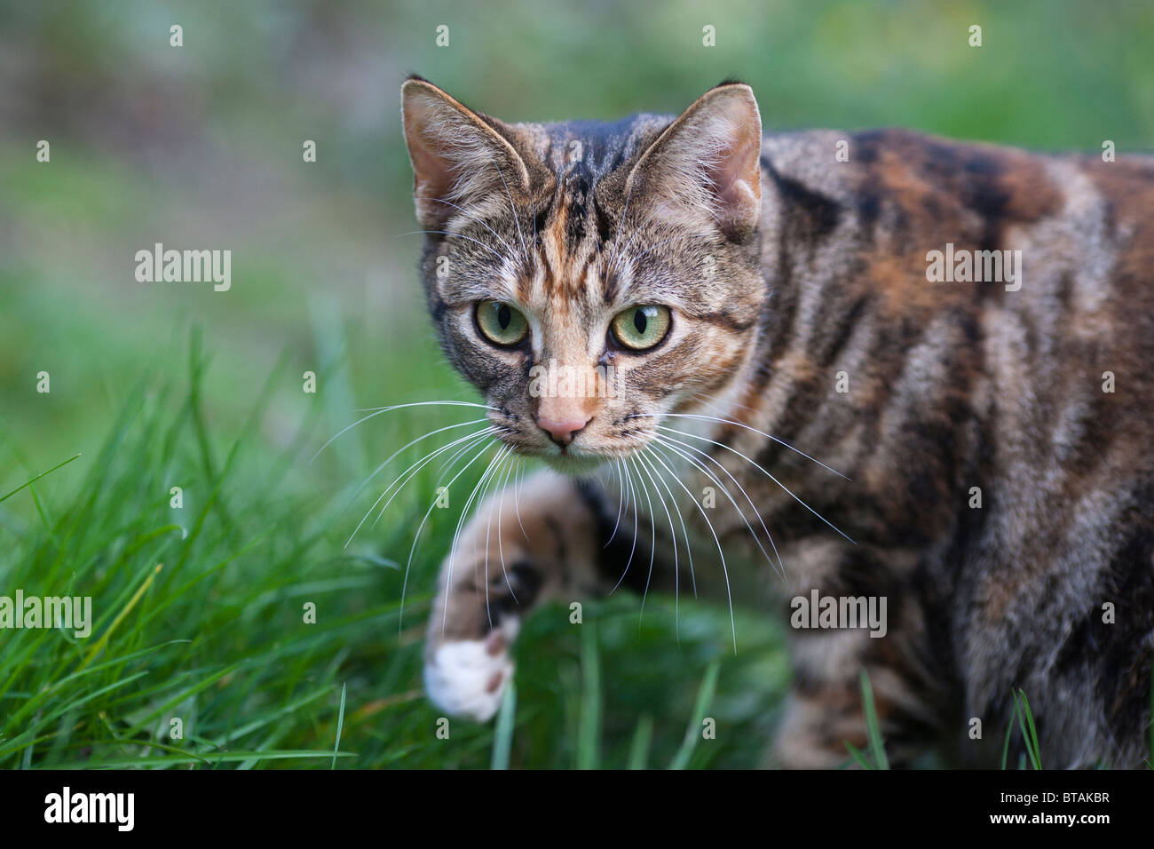 Una hembra de color marrón y negro gato atigrado merodea en la hierba Foto de stock