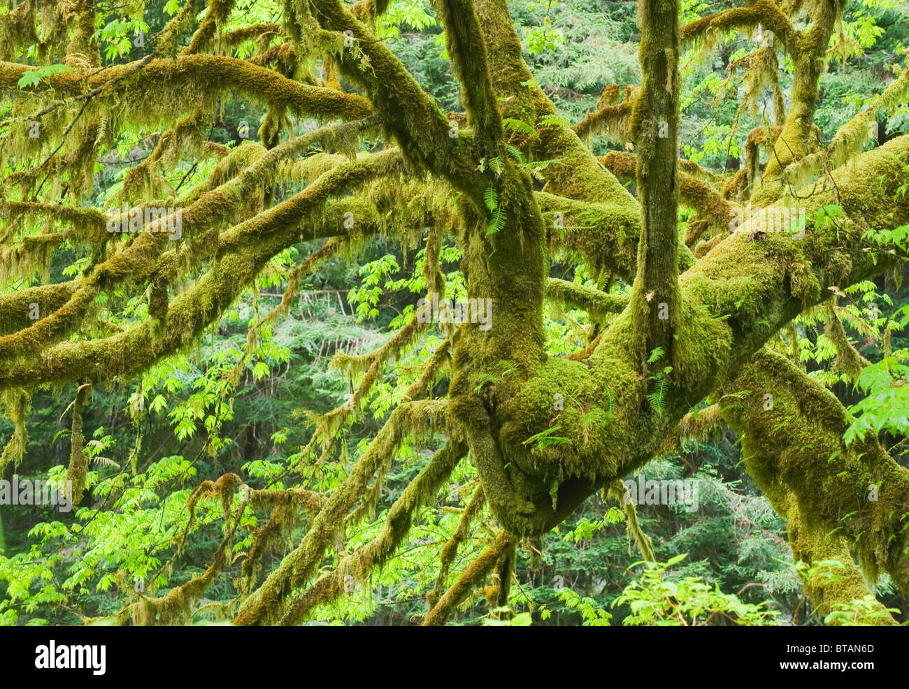 Mossy interior del Bosque, Parque Nacional Redwood, California Foto de stock