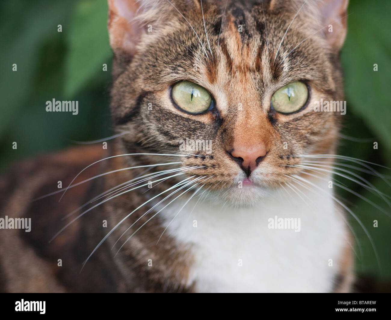 Una hembra de color marrón y negro gato atigrado Foto de stock