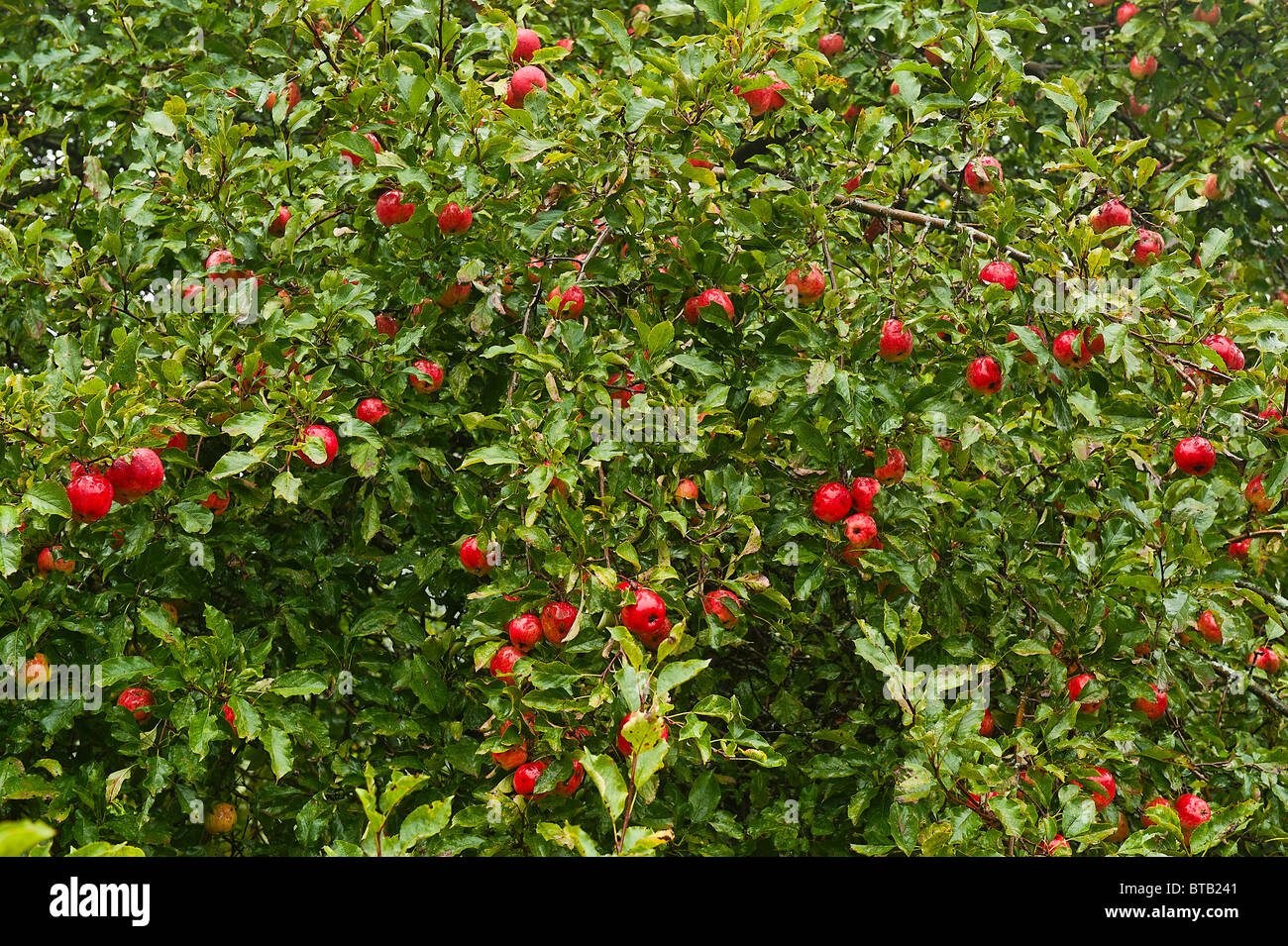 Manzanas maduras en el árbol. Foto de stock