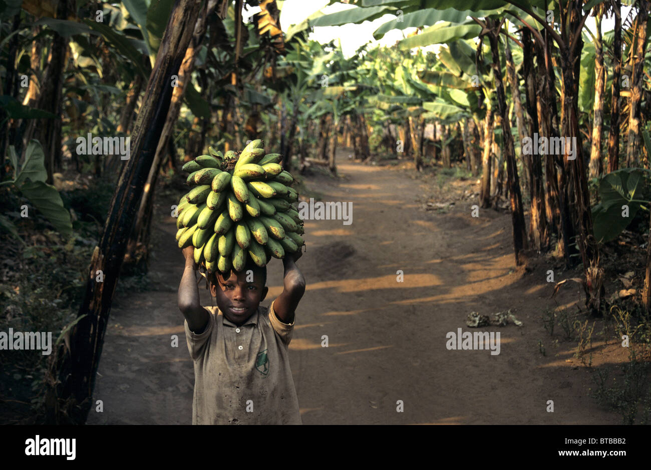 Los plátanos en Uganda Foto de stock