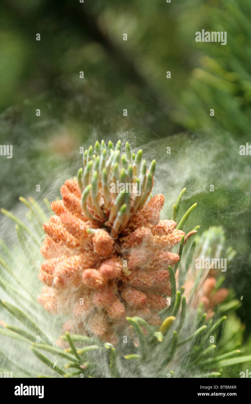 Dwarf Mountain Pine emitiendo polen en el viento Foto de stock