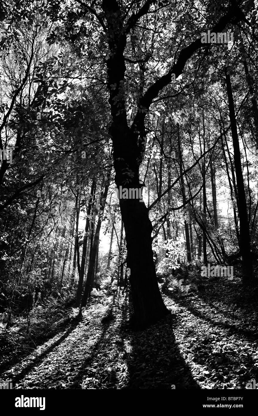 bosque Foto de stock
