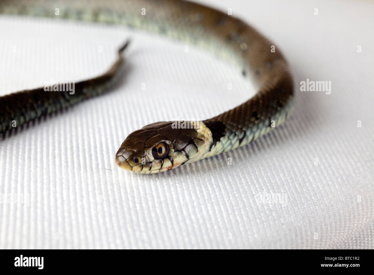 Serpiente de cuello blanco fotografías e imágenes de alta resolución - Alamy