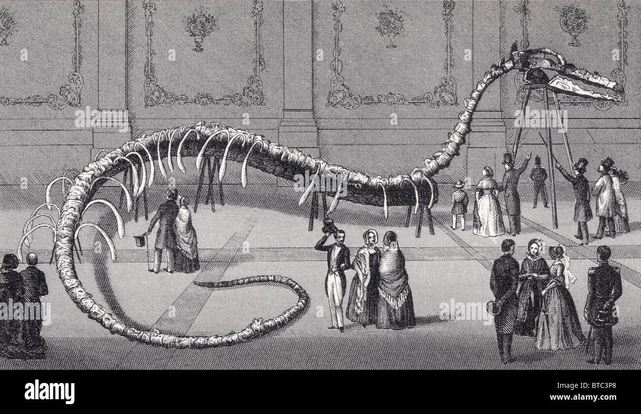114 pies de largo esqueleto de serpiente de mar falsos Hydrarchos harlani exhibidos en Nueva York y Boston en 1845 por Albert C. Koch. Foto de stock