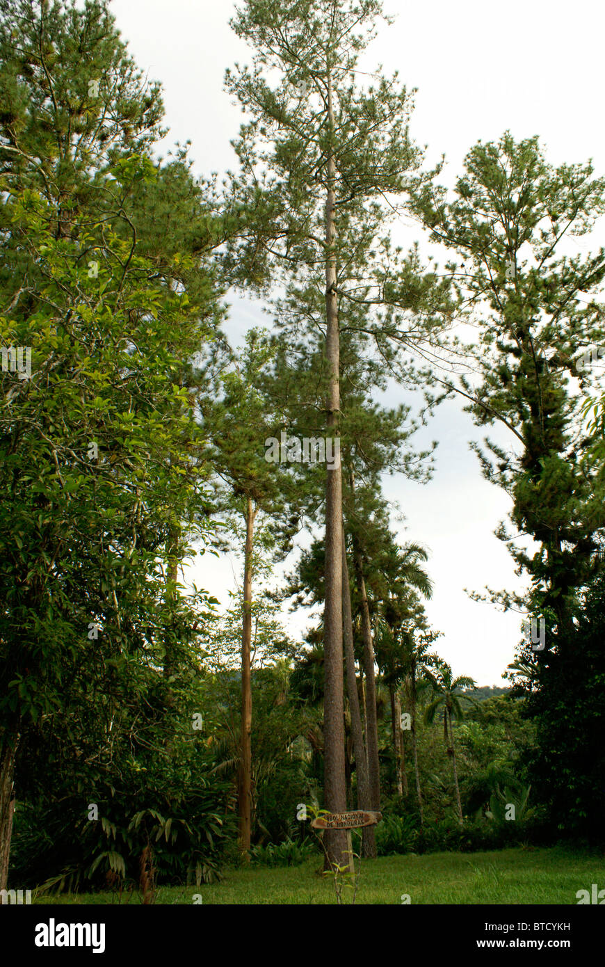 Honduras Pino, el árbol nacional de Honduras, El Jardín Botánico de Lancetilla, Honduras. Foto de stock