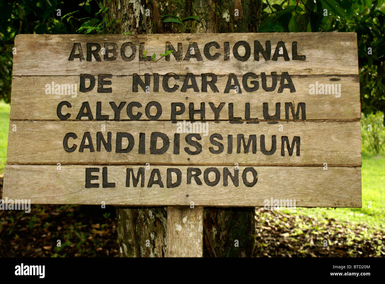 Signo de árbol Madrono, árbol nacional de Nicaragua en el Jardín Botánico de Lancetilla, Honduras, América Central Foto de stock