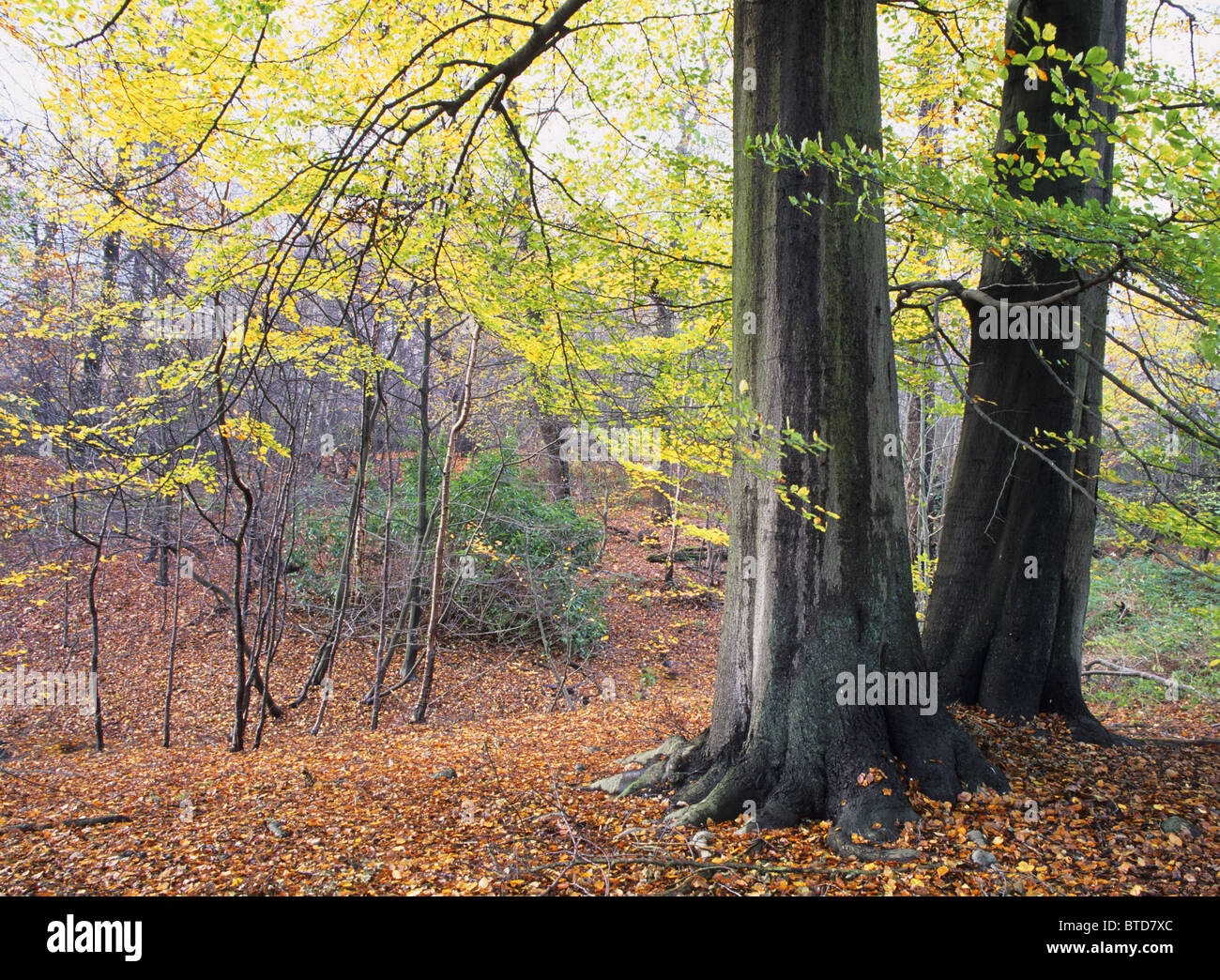 Hojas de otoño en Epping Forest, el Gran Londres, Inglaterra Foto de stock