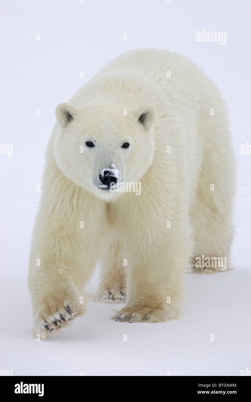 Portait de un oso polar (Ursus maritimus) con nieve fresca, cubriendo su hocico en Churchill, Manitoba, Canadá, el invierno Foto de stock