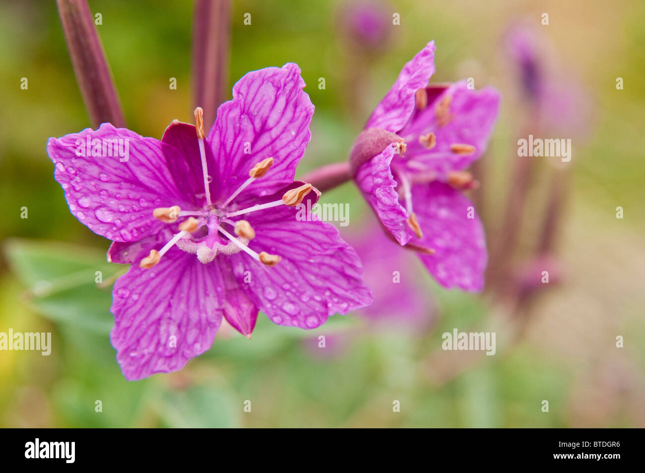 Cerca de enano Fireweed flores recogiendo las gotas de lluvia en Thorofare Pass, el Parque Nacional Denali y preservar, Alaska, Verano Foto de stock