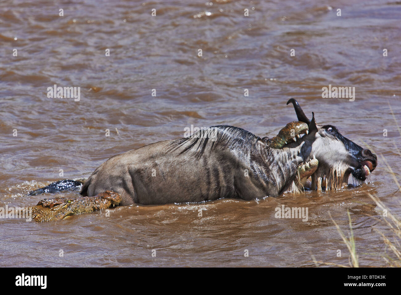 (Crocodylus niloticus) atrapan el ñu azul (Connochaetes taurinus) en la Reserva Nacional de Masai Mara. Kenya Foto de stock