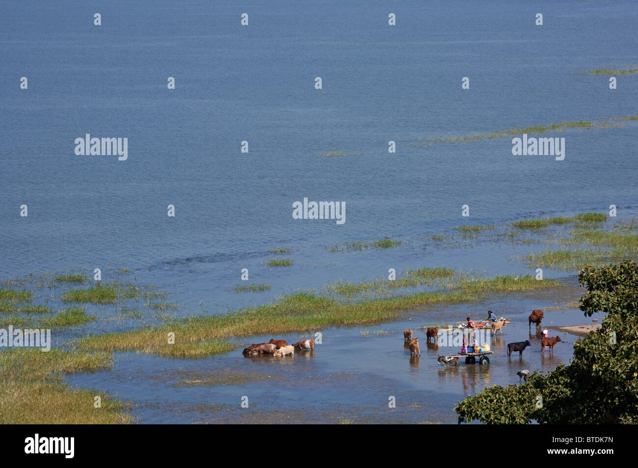Los lugareños regando el ganado en los bajíos del lago Awassa Foto de stock
