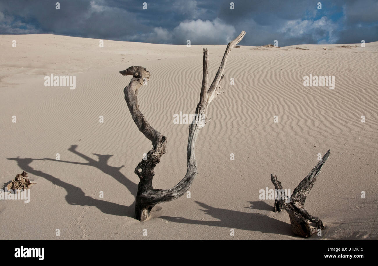 Los árboles muertos en las dunas de arena. Foto de stock