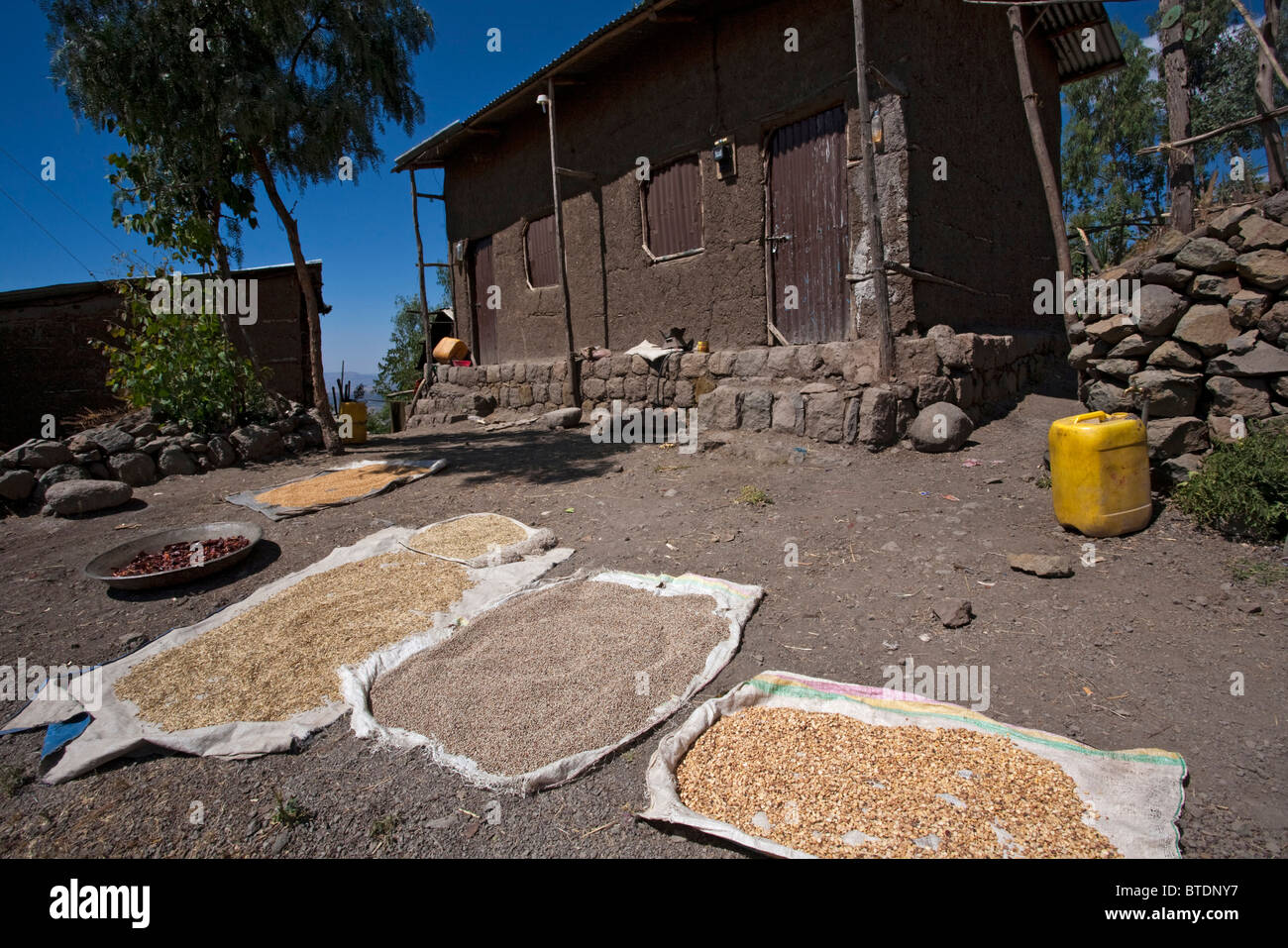 Secado de granos fuera de una casa rural en Lalibela Foto de stock