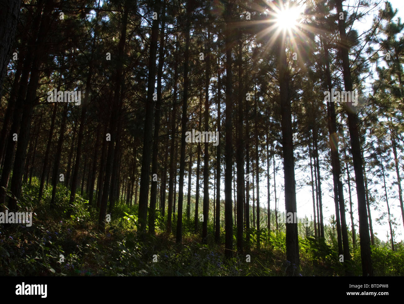 Vista desde dentro de una plantación de pino mostrando el sol filtrado a través de tops de altos pinos Foto de stock