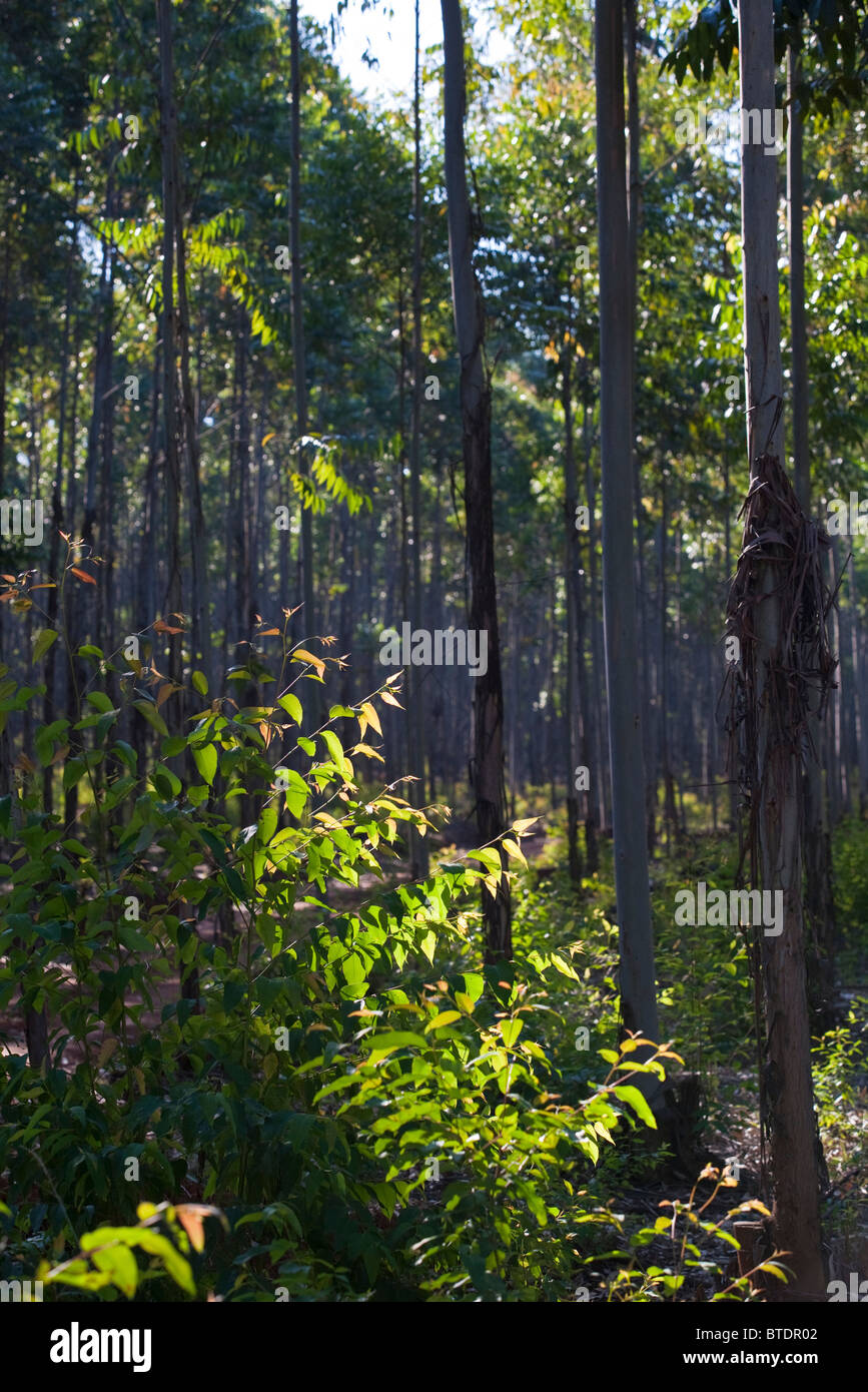 La luz del sol brillando en el frondoso verde de los arbustos y árboles de goma Foto de stock