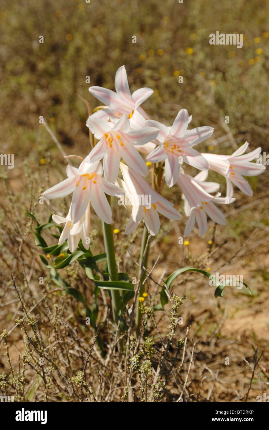 Crinum lily flor Foto de stock