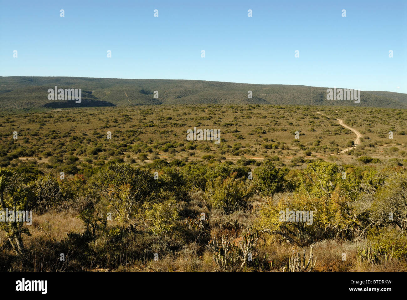 Vista escénica a través de la Reserva de Caza de Kwandwe Foto de stock