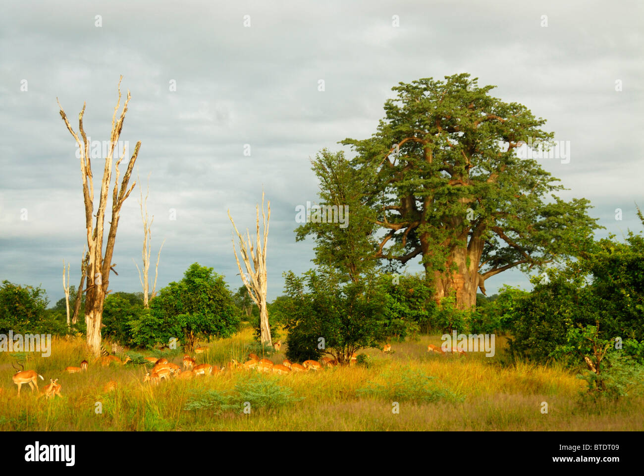 Vista panorámica del gran árbol baobab (Adansonia digitata) y el rebaño de impala Foto de stock
