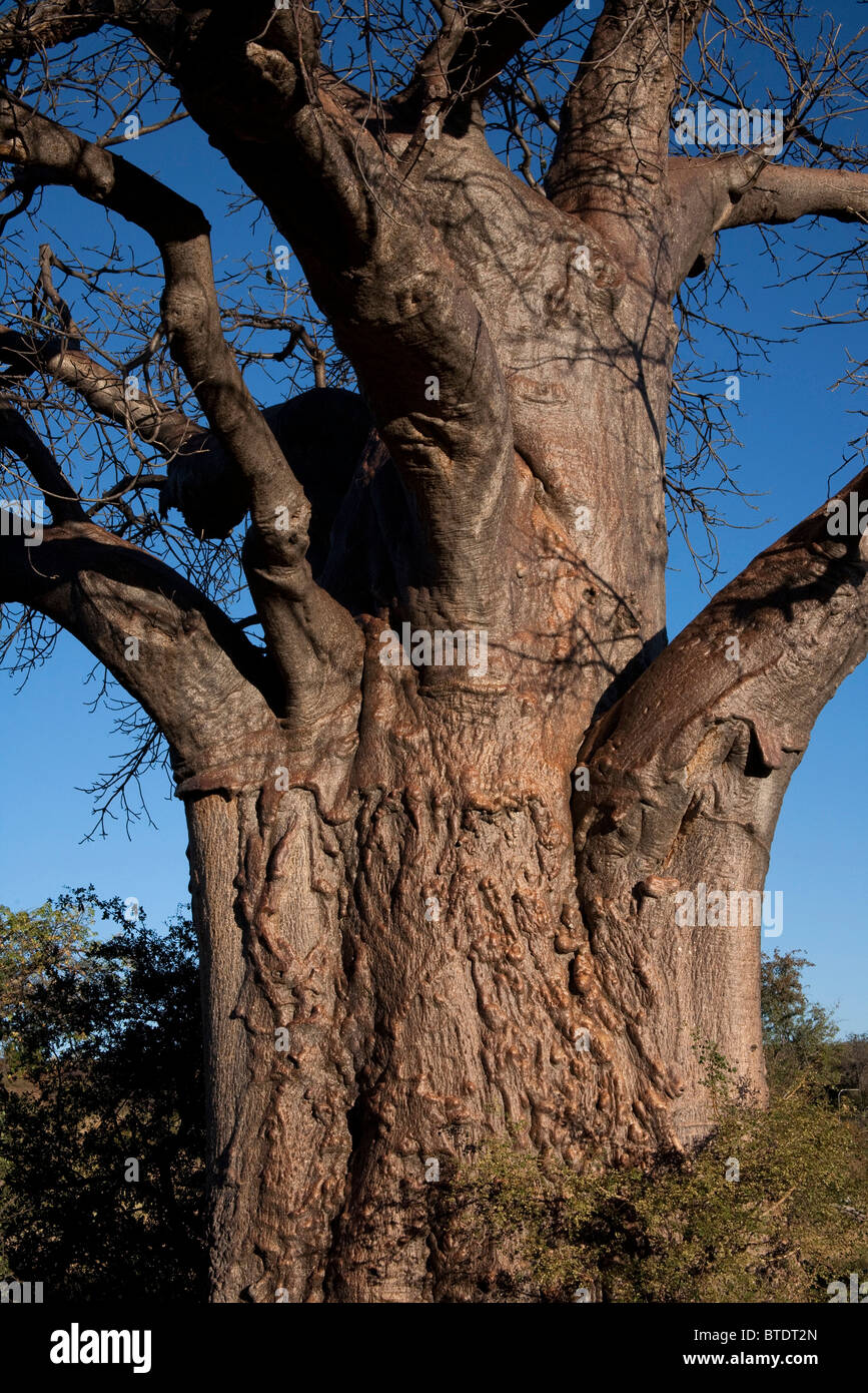 Cerca de la corteza y el tronco de un árbol baobab (Adansonia digitata) Foto de stock