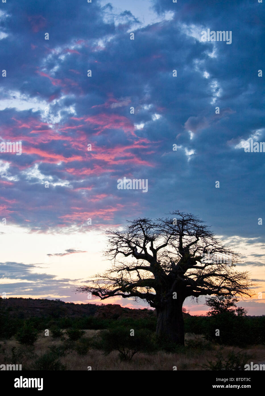 Moody Atardecer cielo detrás de un paisaje de sabana arbolada con un solitario árbol baobab Foto de stock