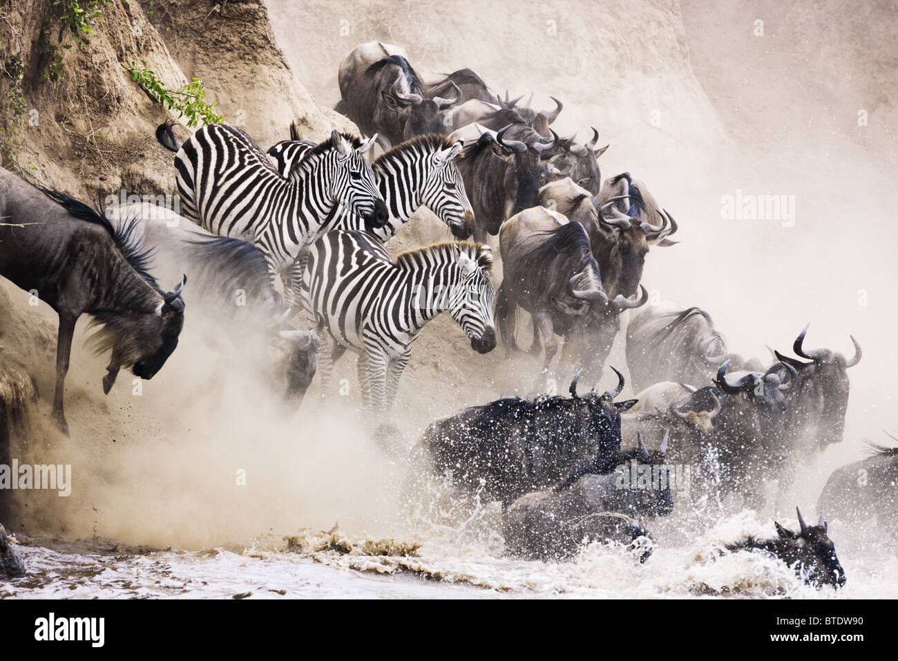 Los ñus y cebras cruzando el río Mara.Reserva Nacional de Masai Mara. Kenya Foto de stock