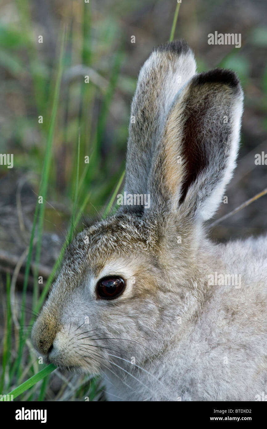 La liebre de montaña (Lepus timidus) en el verano de untar comer hierba, Groenlandia Foto de stock