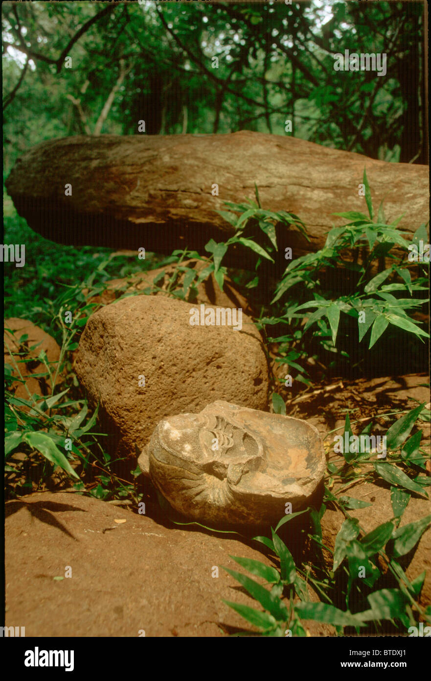 Fósiles de ammonites del período Cretácico Foto de stock