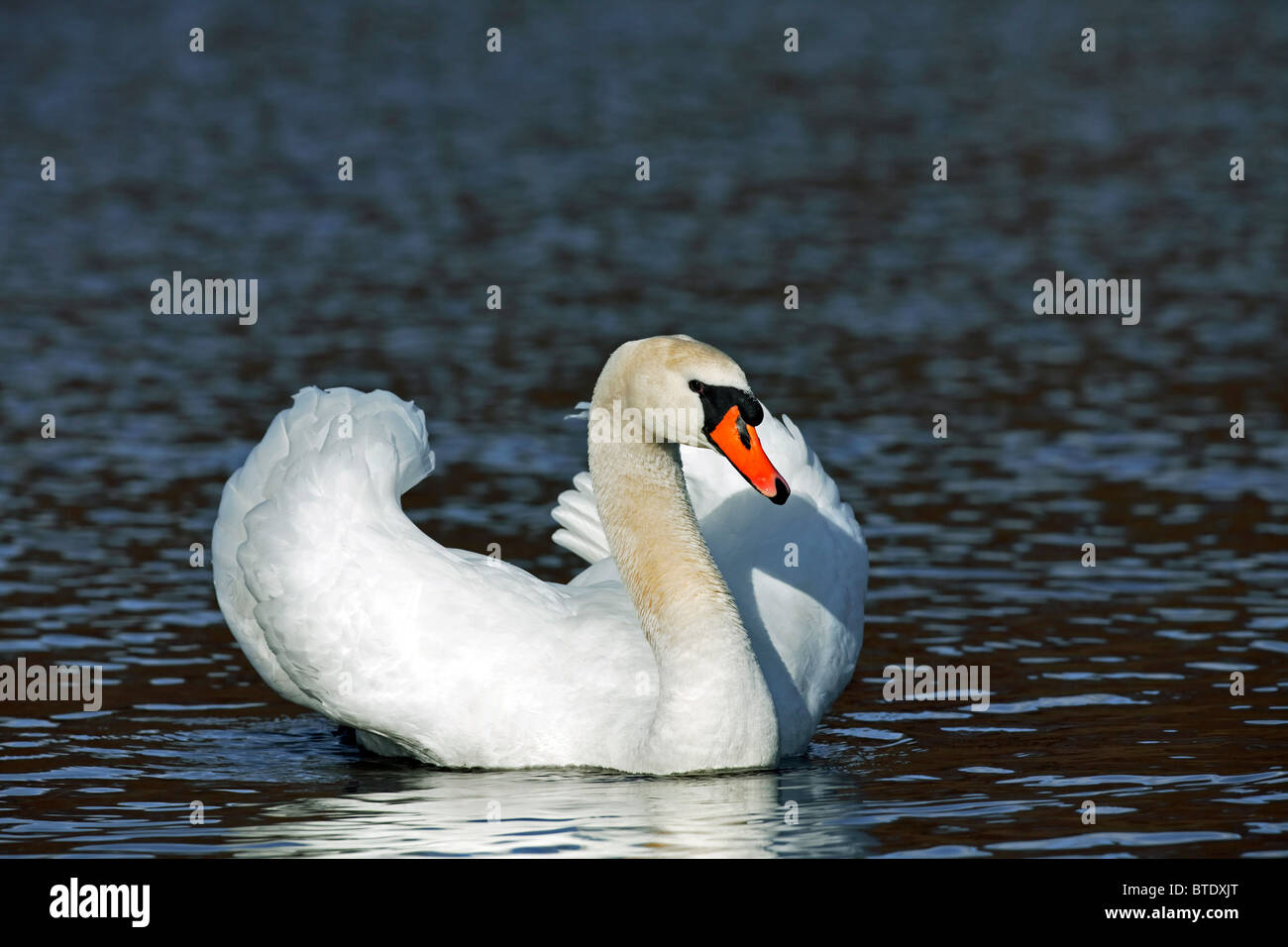 Cisne (Cygnus olor) en el lago mostrando busking amenaza pantalla, Alemania Foto de stock