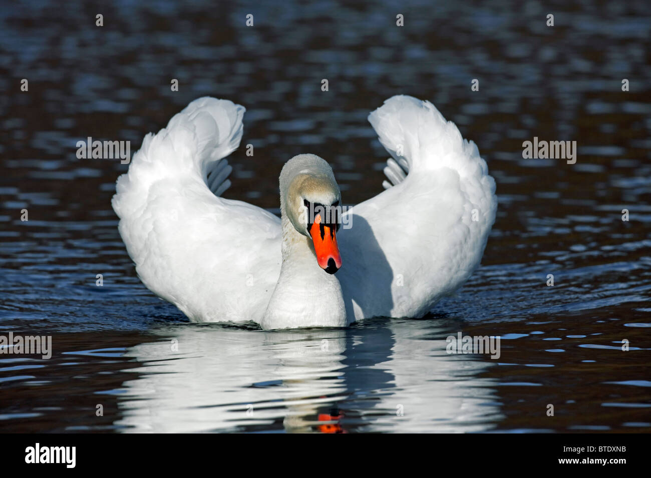 Cisne (Cygnus olor) en el lago mostrando busking amenaza pantalla, Alemania Foto de stock