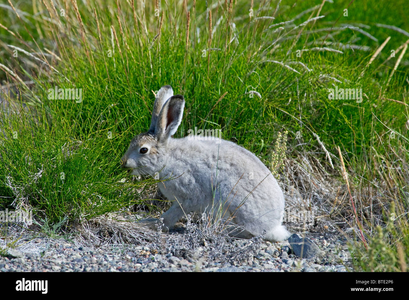 La liebre de montaña (Lepus timidus) en el verano de untar comer hierba, Groenlandia Foto de stock