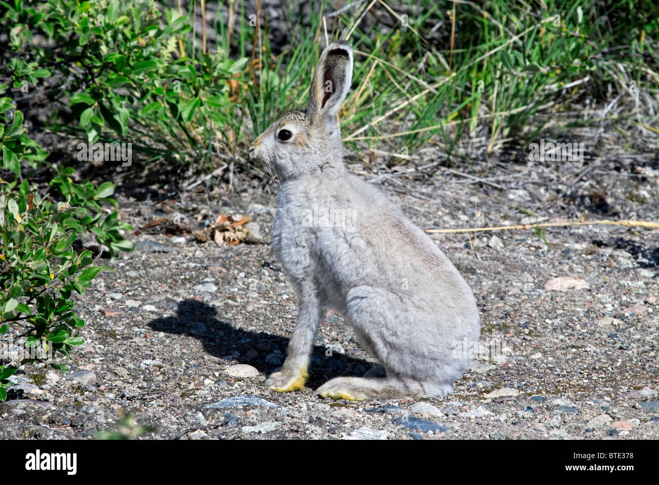 La liebre de montaña (Lepus timidus) en el verano de untar, Groenlandia Foto de stock