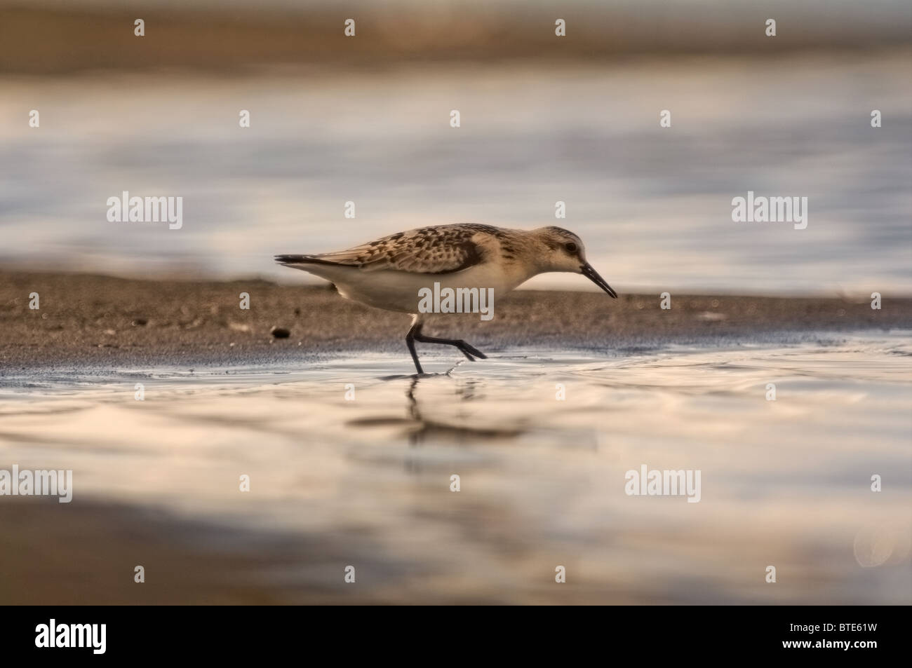 Sanderling caminando en las arenas de la mar Foto de stock