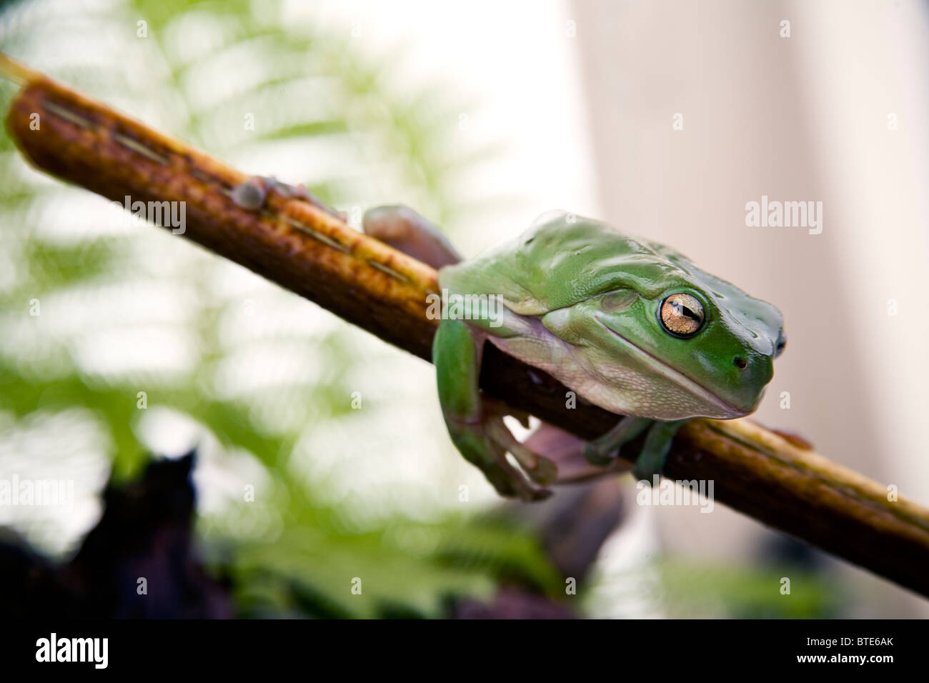 La rana arborícola verde de Australia plantea posado en la rama de helechos tropicales Foto de stock