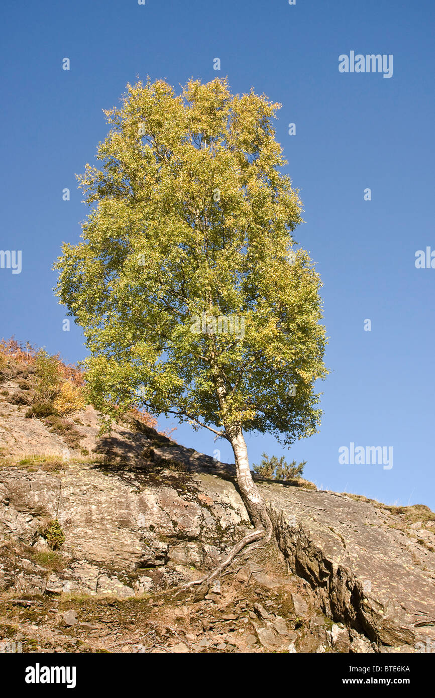 Silver Birch Tree aferrándose a una grieta de roca en las laderas de Catbells en el Lake District. Foto de stock