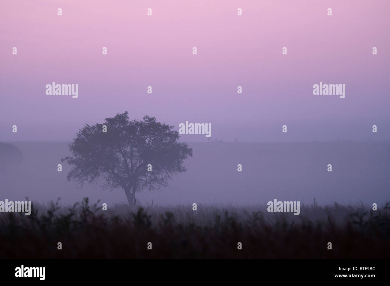 Atardecer en la sabana arbolada mostrando una Lone Tree y moody rosa sky Foto de stock
