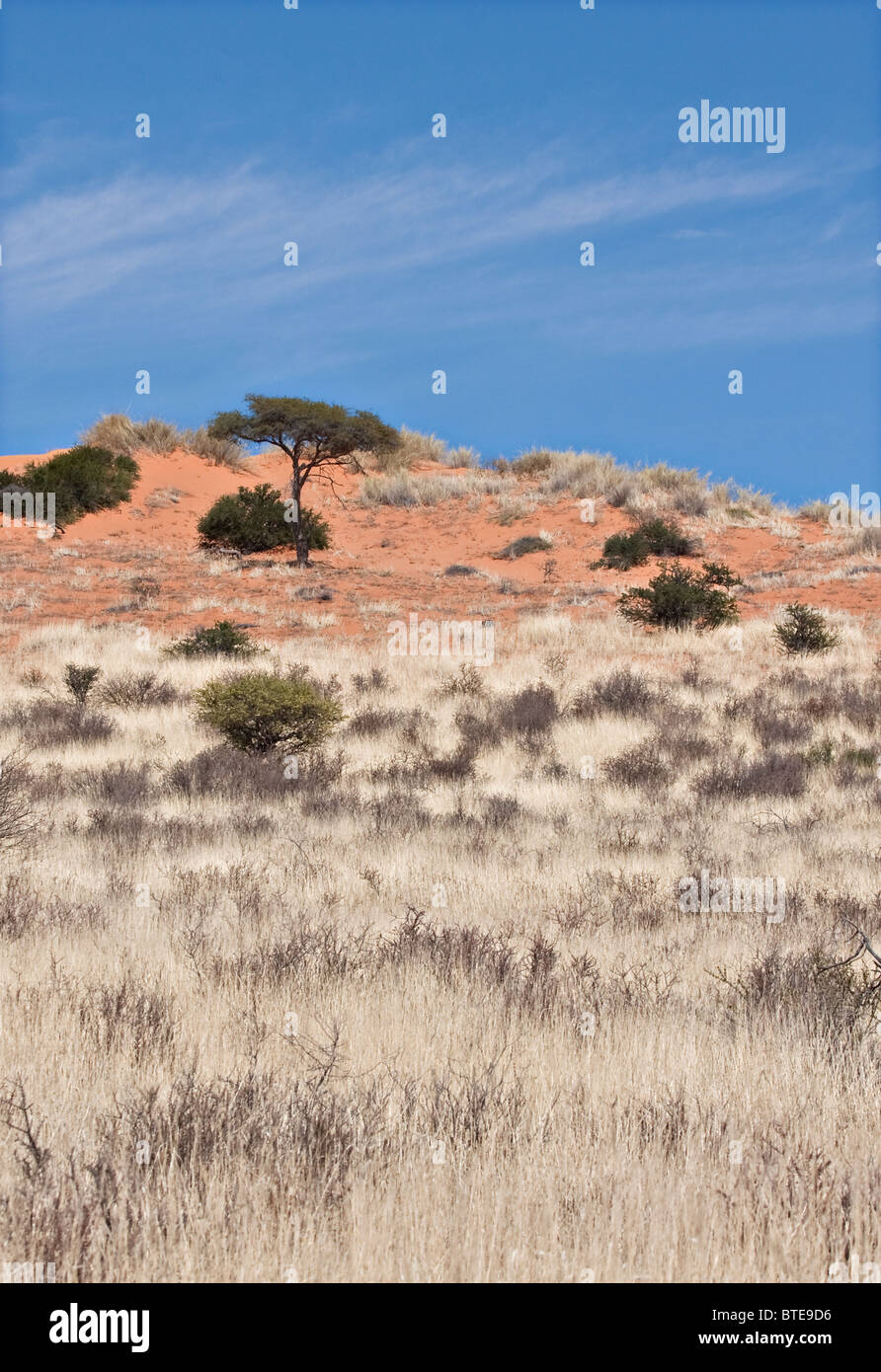 Un típico de dunas de arena en el desierto de Kalahari Foto de stock