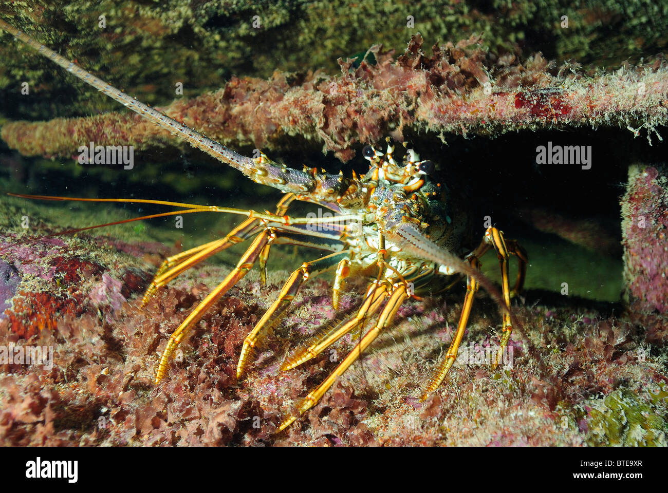Langosta caribeña fotografías e imágenes de alta resolución Alamy