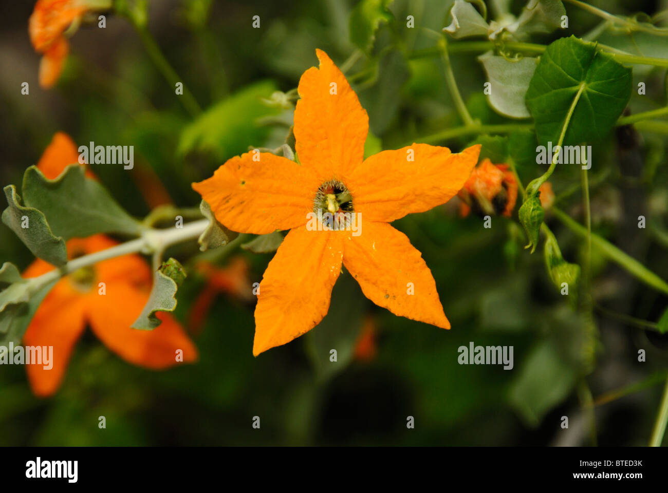 El cultivo de flores de naranja en un reductor Foto de stock