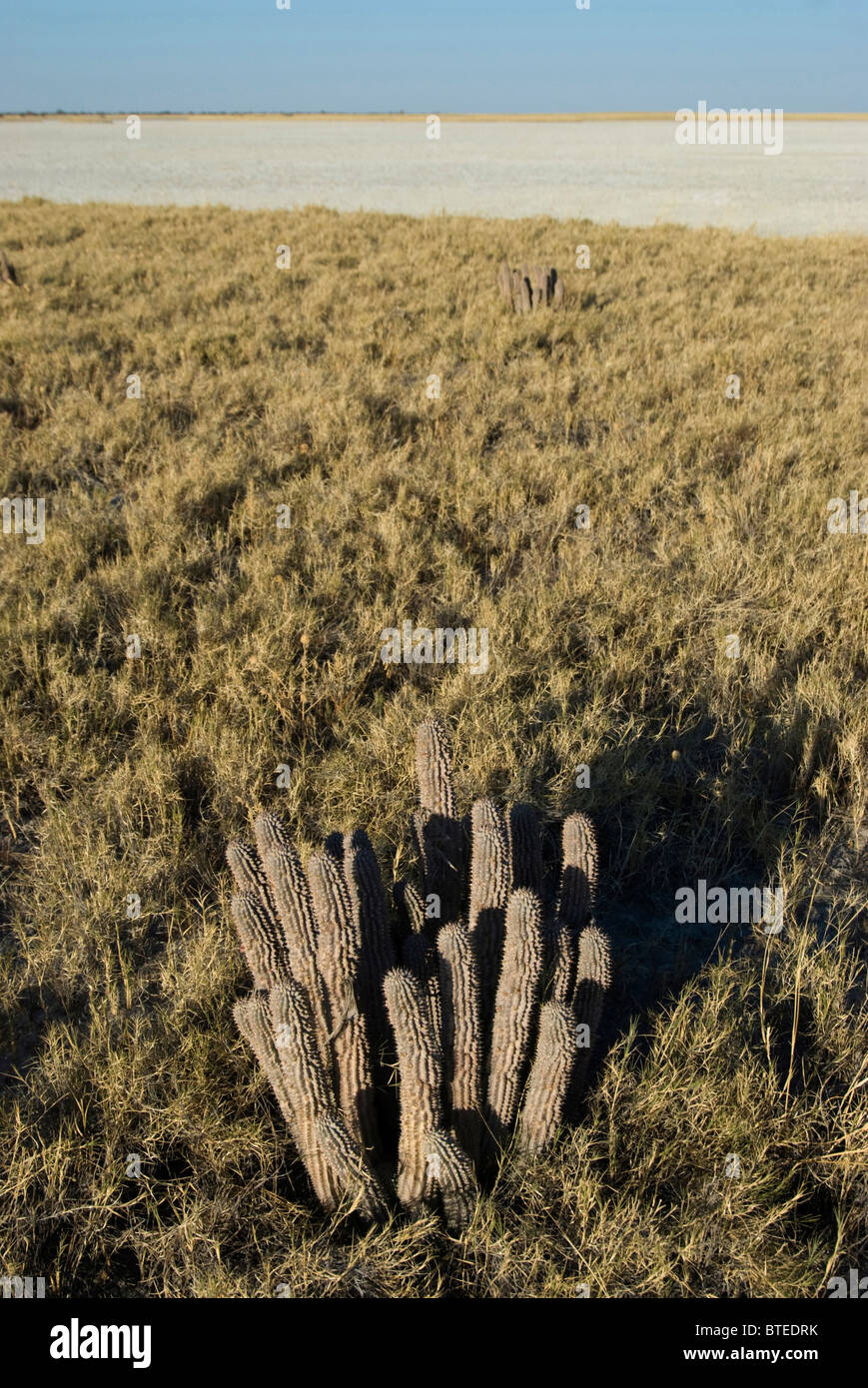 Hoodia, un supresor del apetito natural utilizado por los San crece en hábitat natural en la franja de los Makgadikgadi Pans Foto de stock
