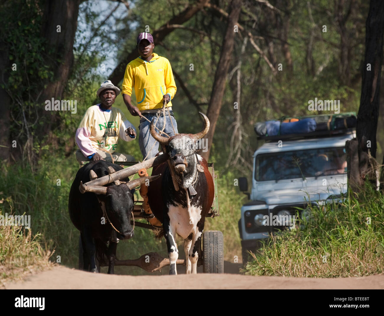 Ganado carro tirado por dos bueyes fue seguida por un Landrover en el río Limpopo woodland Foto de stock