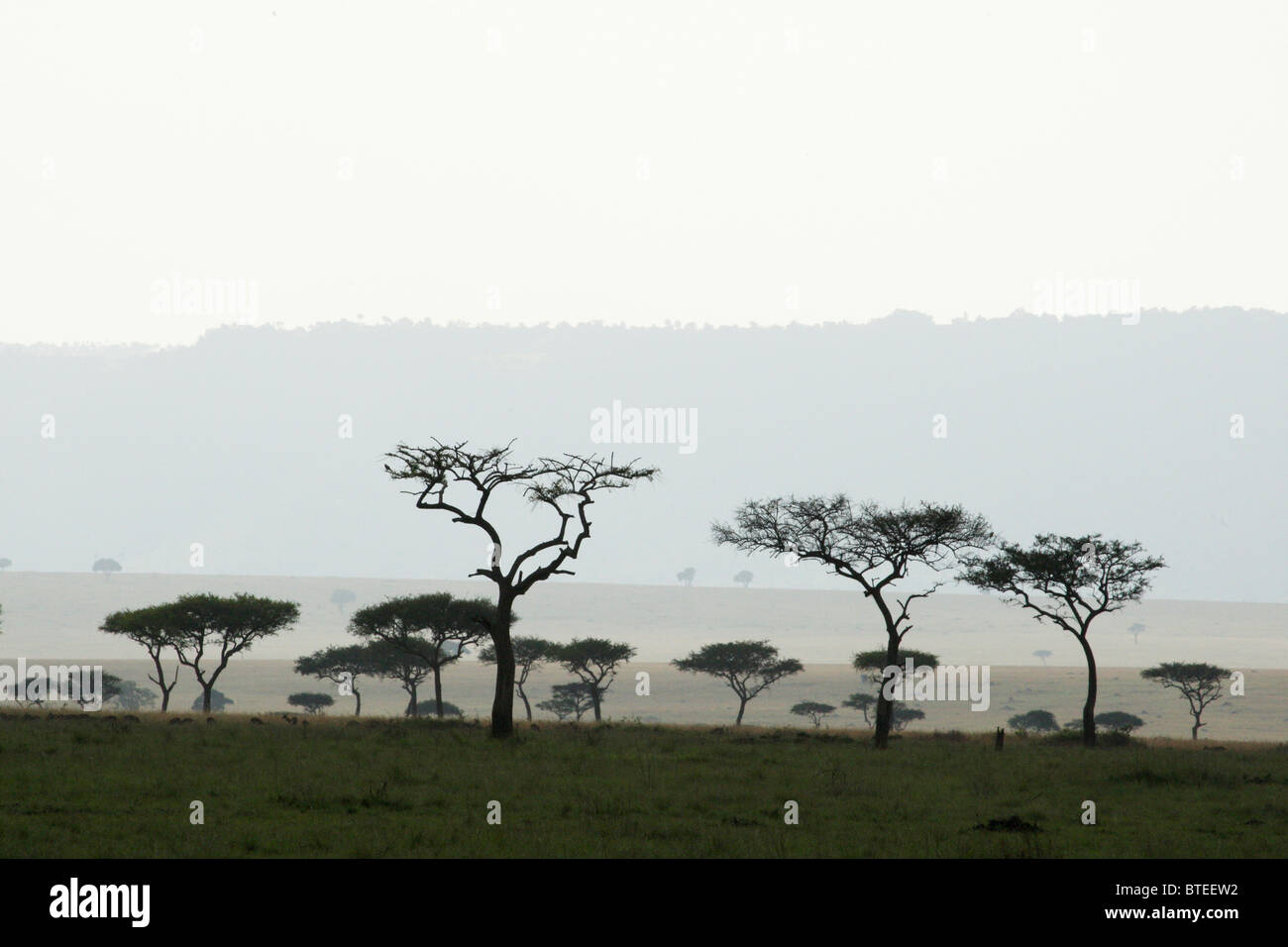 Vista panorámica de una vasta pradera con un solitario árbol y las montañas en la distancia Foto de stock