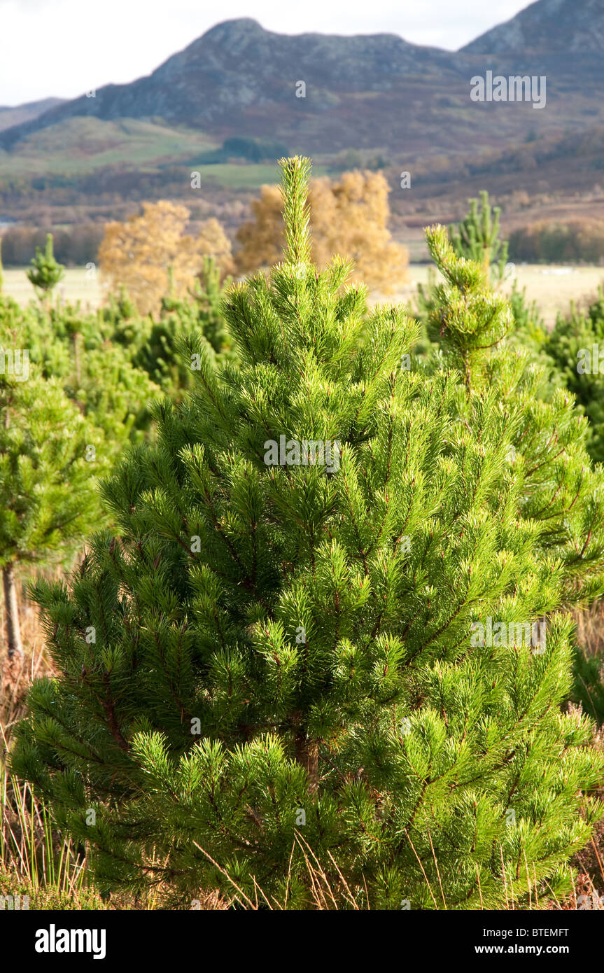 Árbol de Navidad,lodge pole de pino, una de las variedades más populares en el REINO UNIDO.Creciendo en Inverness, Escocia. Foto de stock