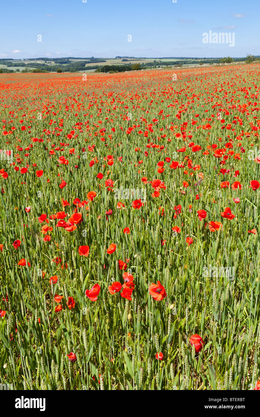Amapolas en un campo de trigo cerca de la aldea de Cotswold, Gloucestershire Condicote Foto de stock