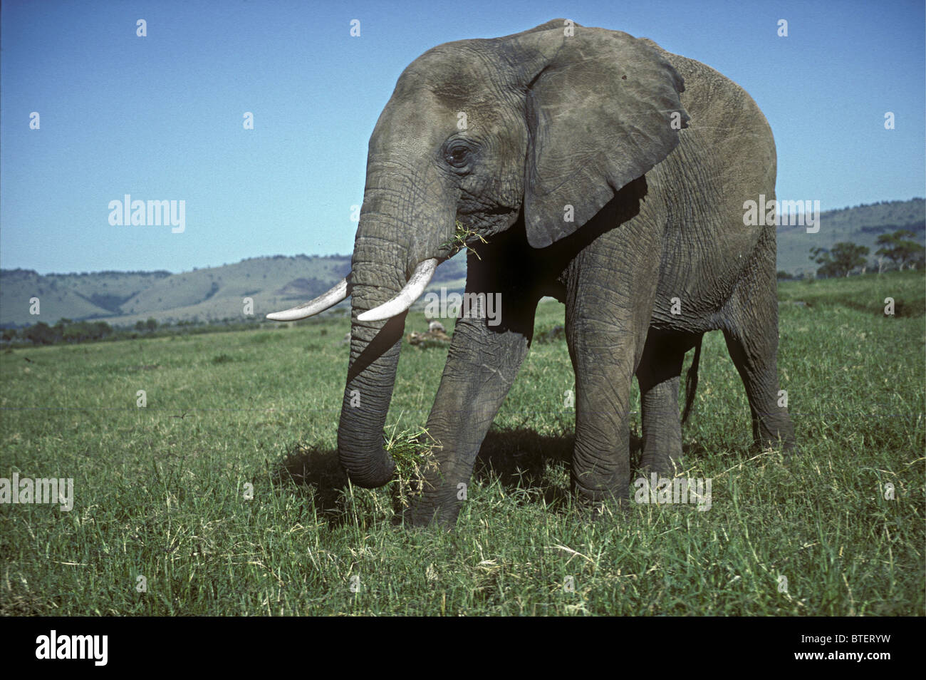 Gran elefante macho solitario maduro bull Pastoreo en pasto verde de pastizales de sabana Reserva Nacional de Masai Mara en Kenya África Oriental Foto de stock