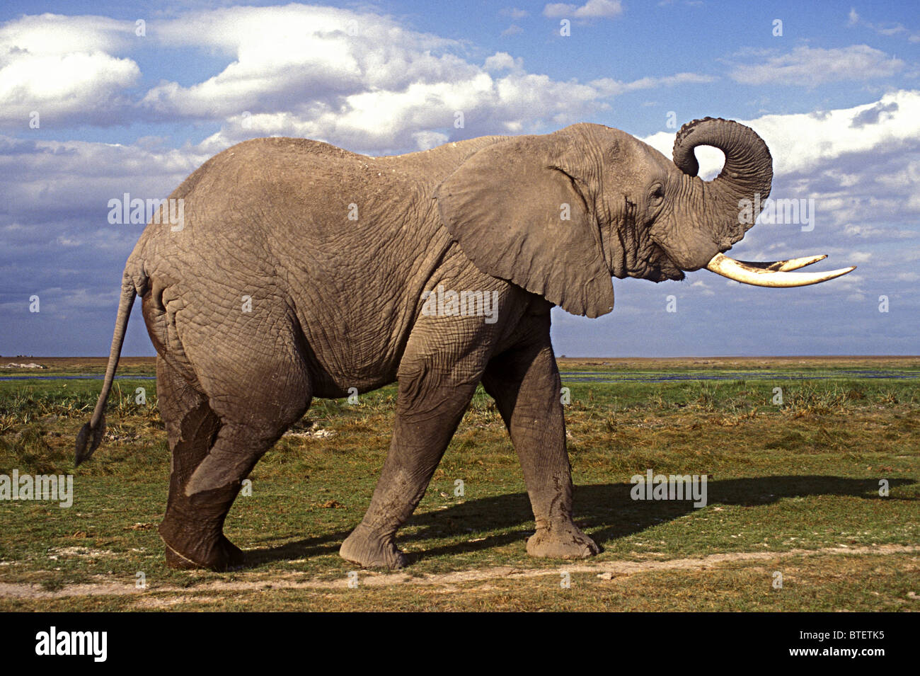 Macho maduro bull con finos colmillos de marfil de elefante rascándose la cabeza con su tronco Parque Nacional Amboseli Kenia África Oriental Foto de stock