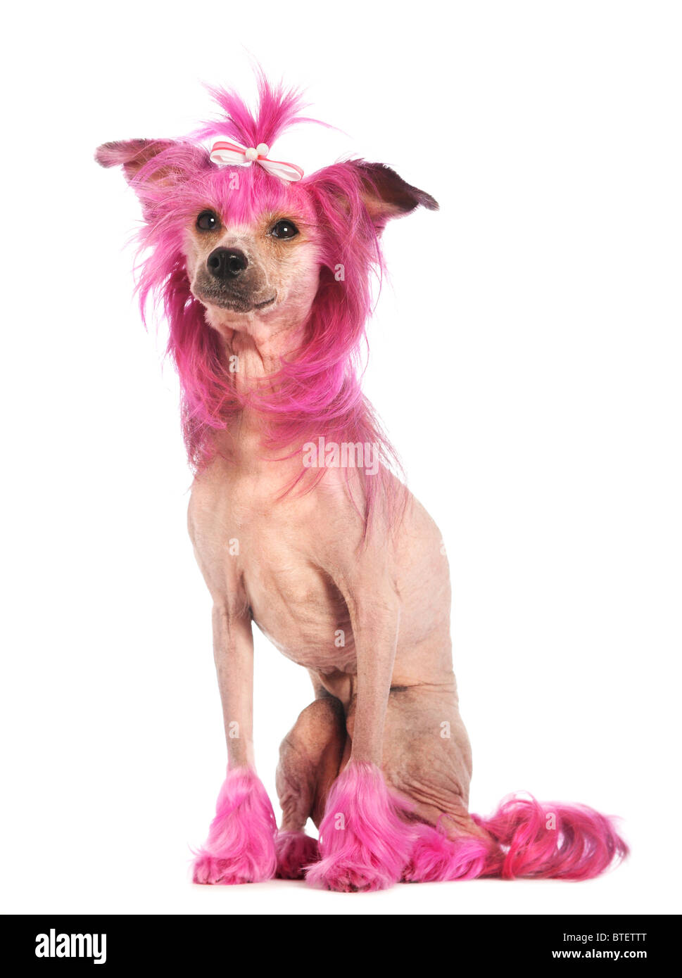 Perro crestado chino con pelo de color rosa Fotografía de stock - Alamy