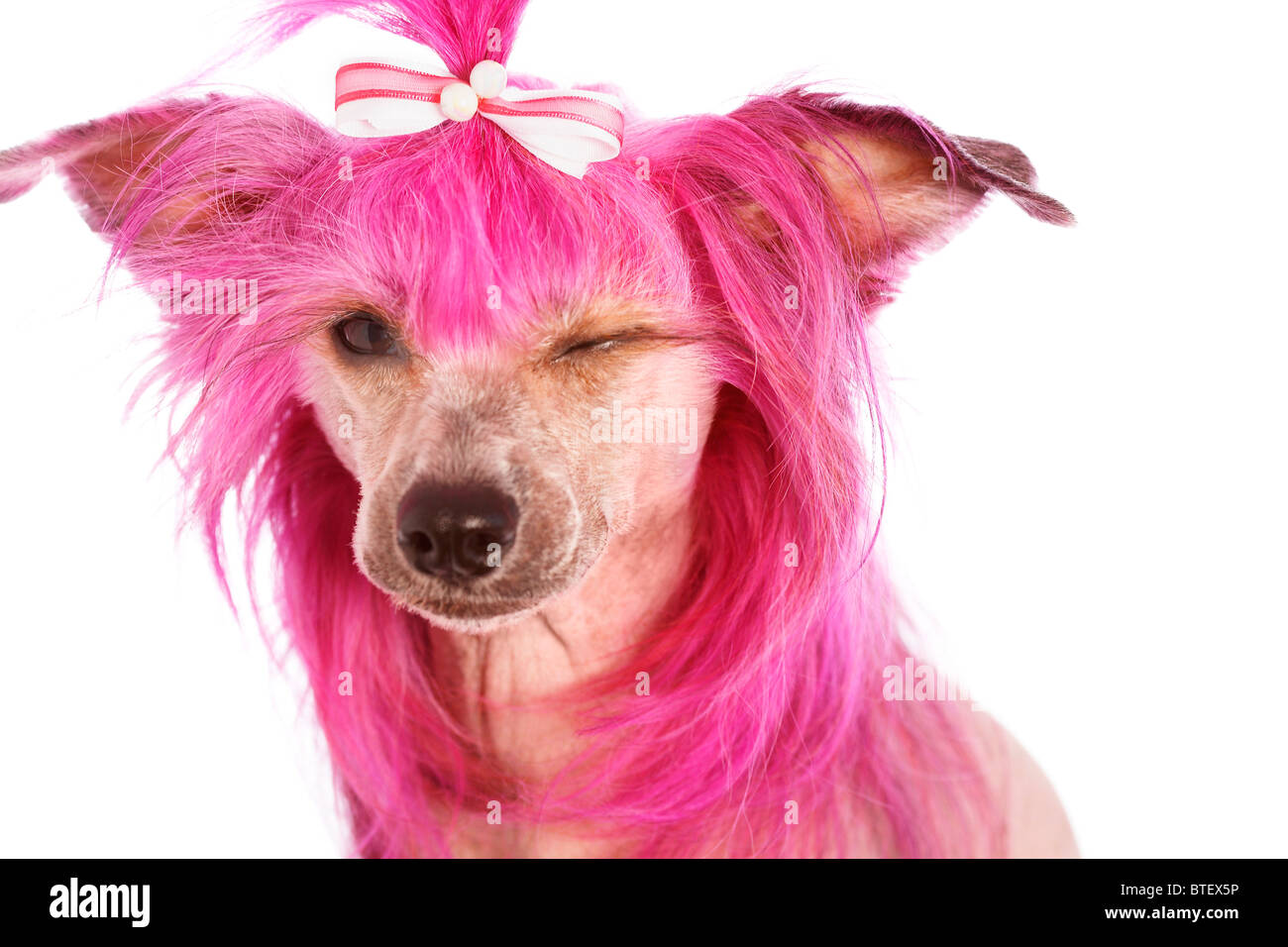 Perro crestado chino con pelo de color rosa Fotografía de stock - Alamy