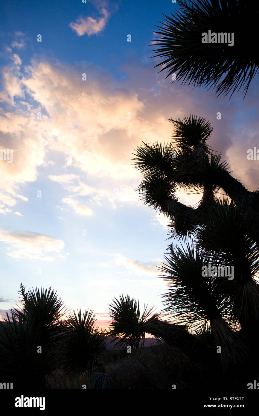 Vignette Joshua Tree contra desert sunset sky Foto de stock