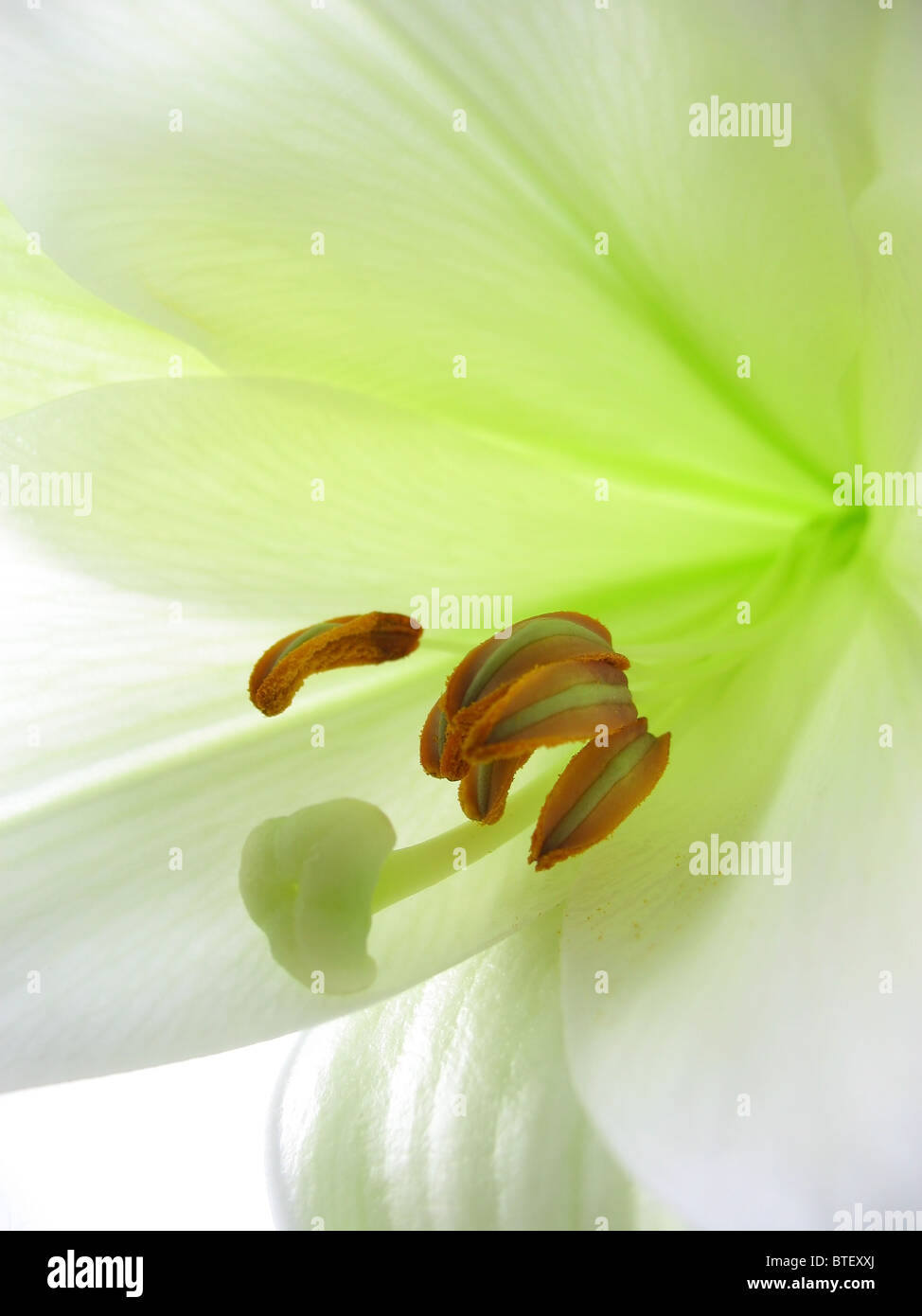 White Lily Blossom maravillosamente aislado en blanco Foto de stock